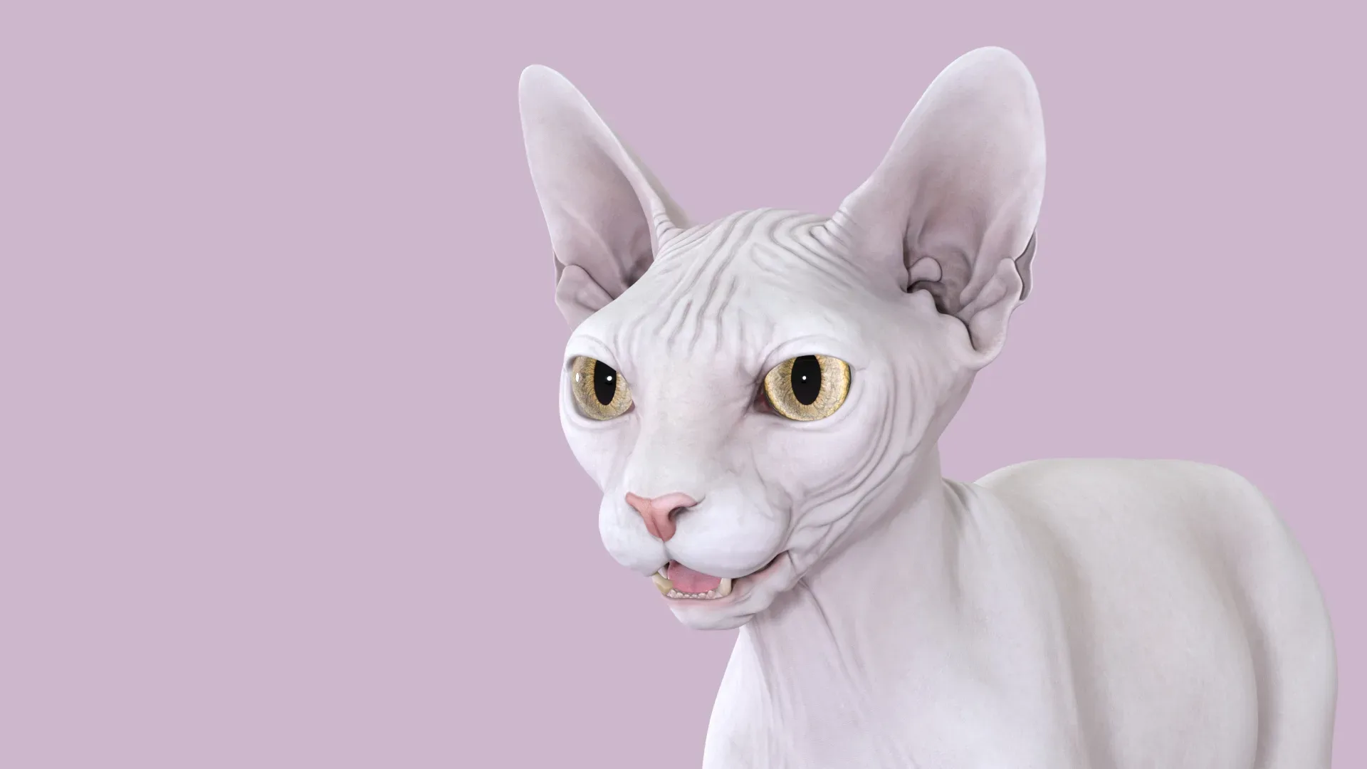 Sphynx Cat 2019 White