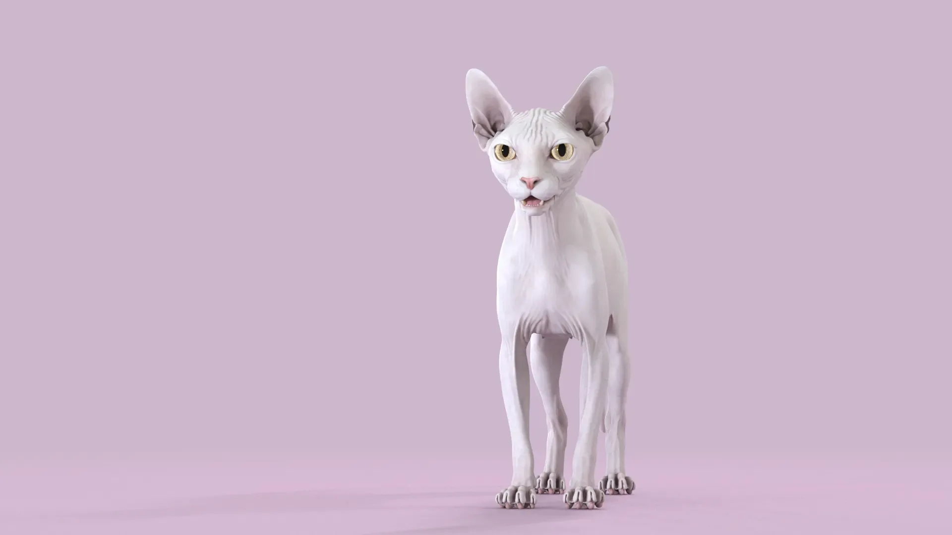 Sphynx Cat 2019 White