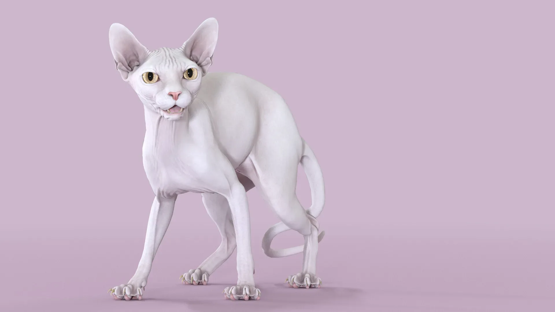 Sphynx Cat White Rigged