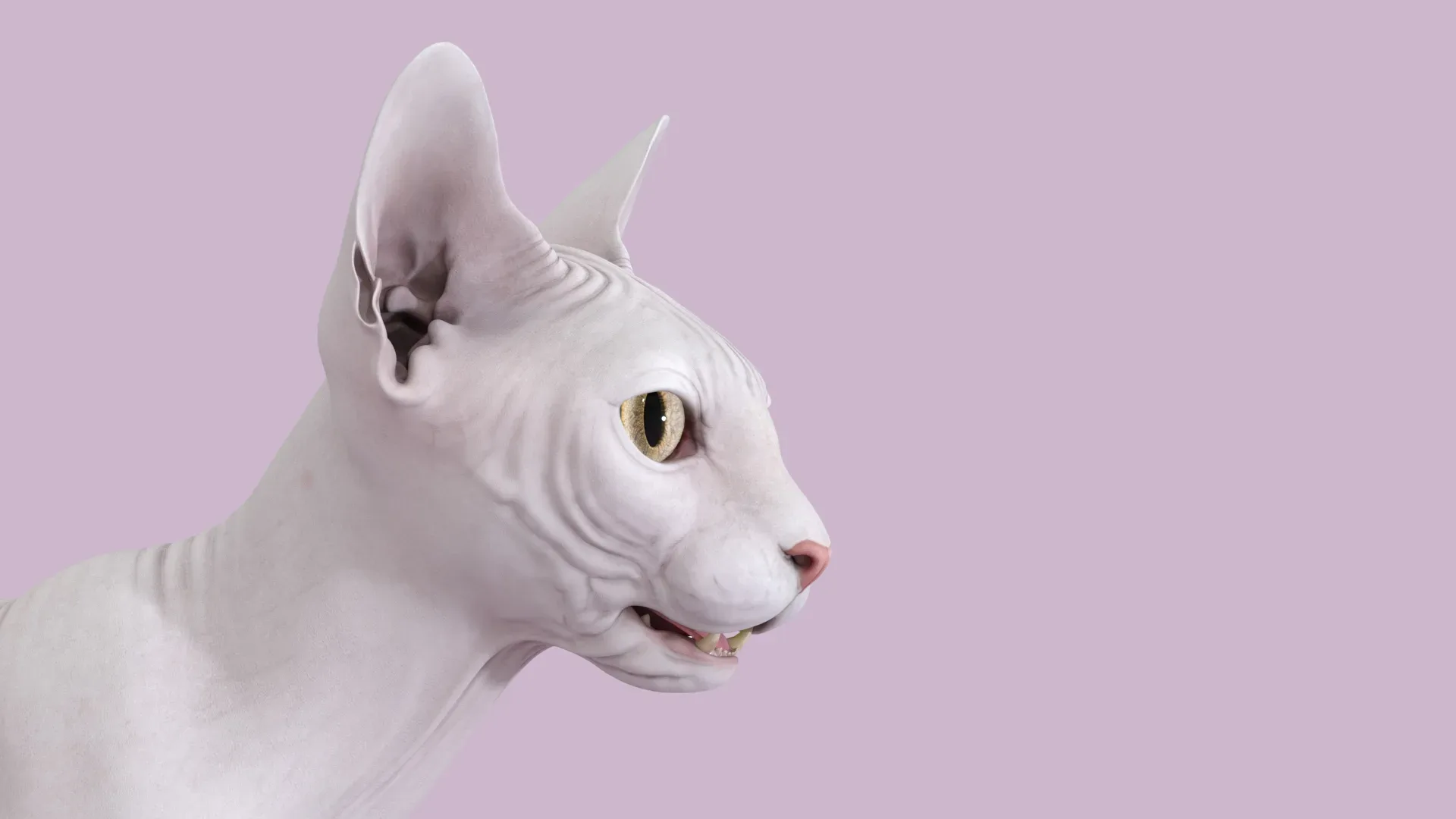 Sphynx Cat White Rigged