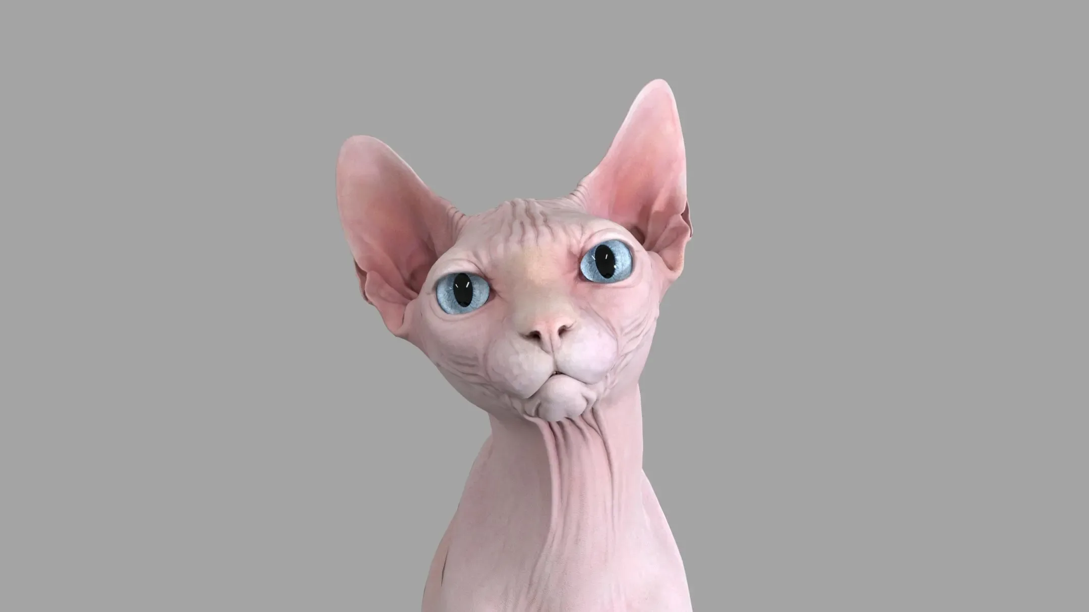 Sphynx Cat Pink