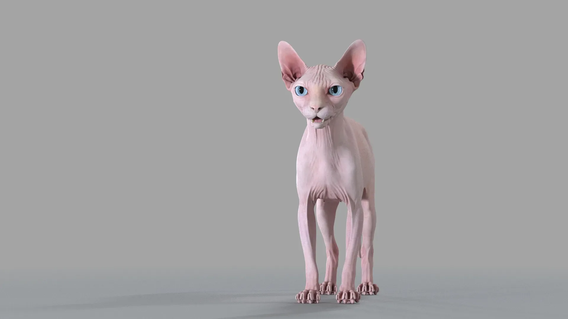 Sphynx Cat Pink