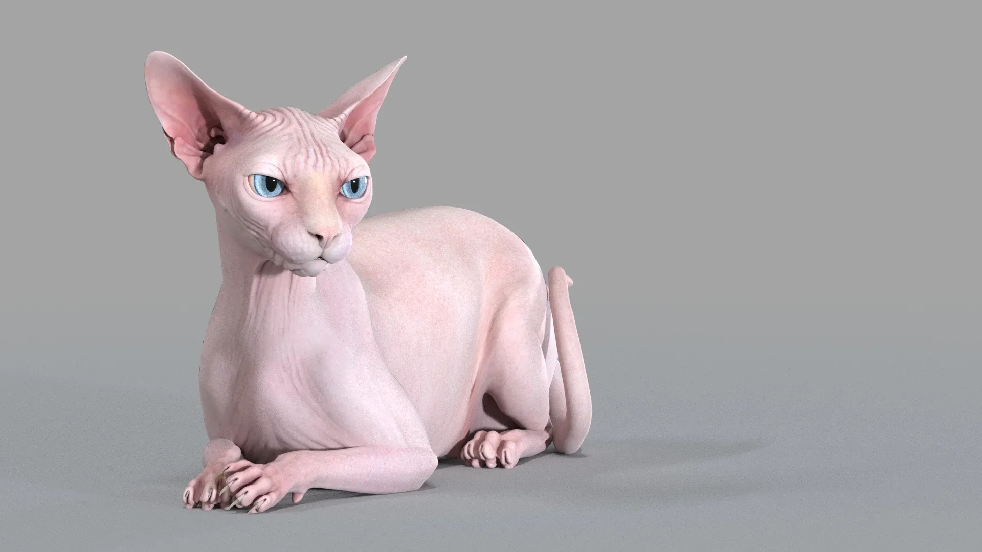 Sphynx Cat Pink Rigged