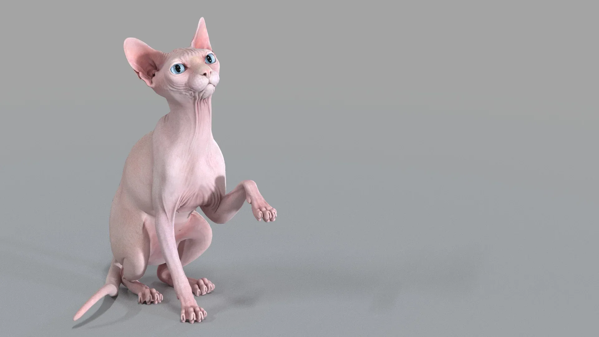 Sphynx Cat Pink Rigged