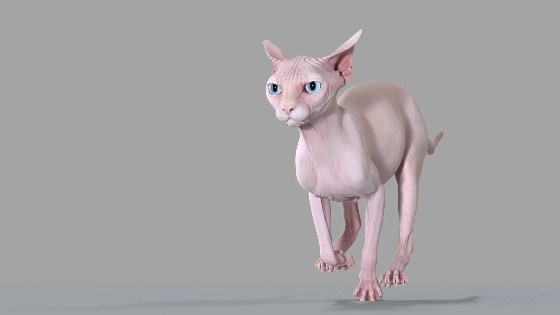 Sphynx Cat 2019 Pink Animated