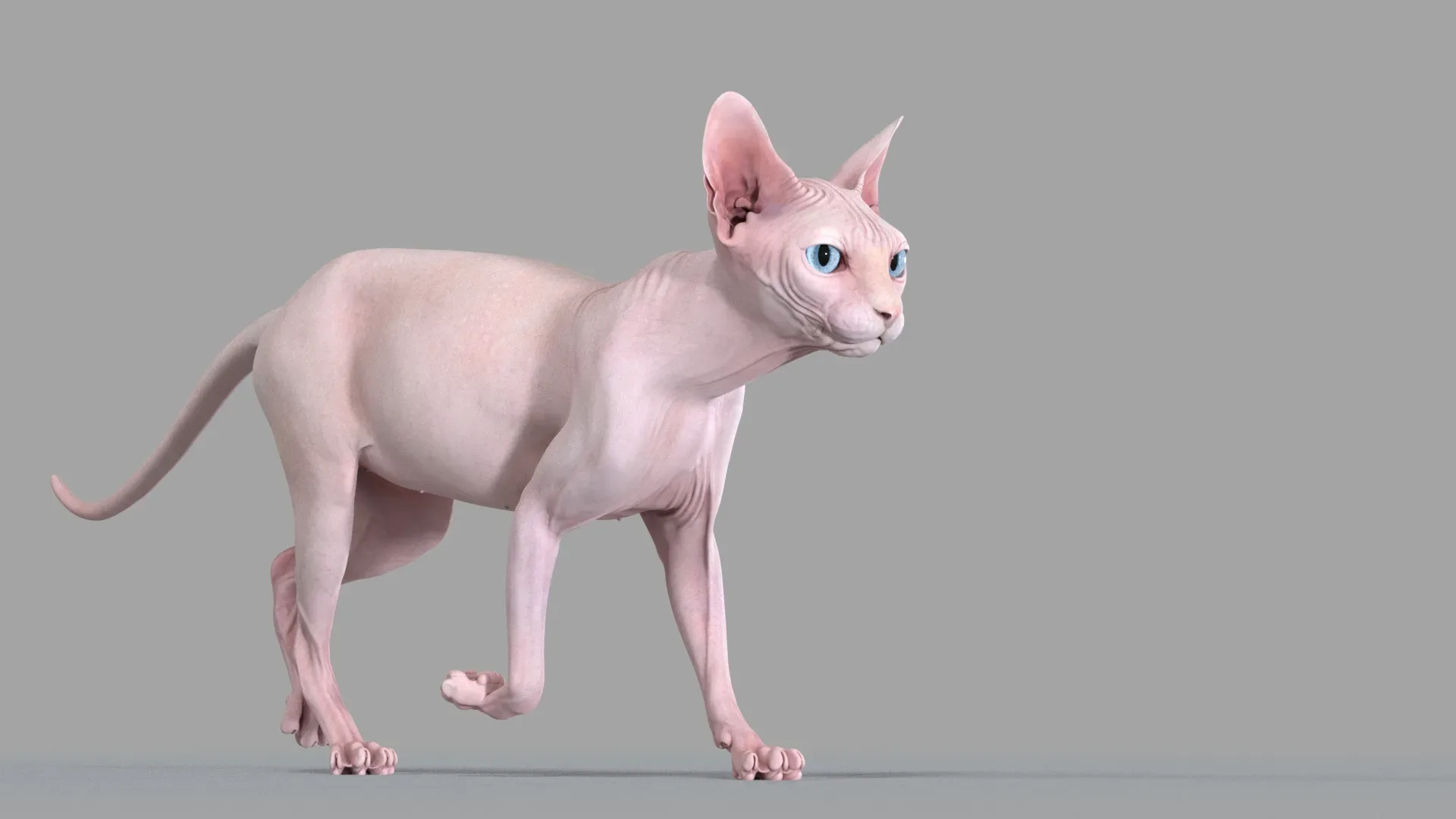 Sphynx Cat 2019 Pink Animated