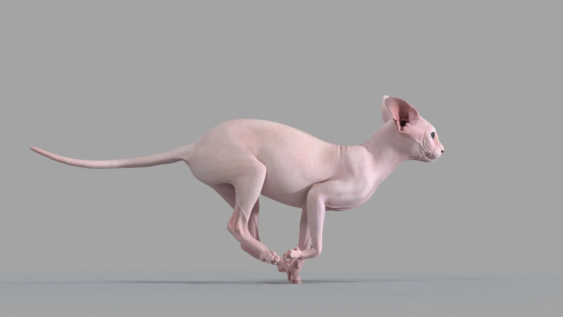 Sphynx Cat 2019 Pink Animated