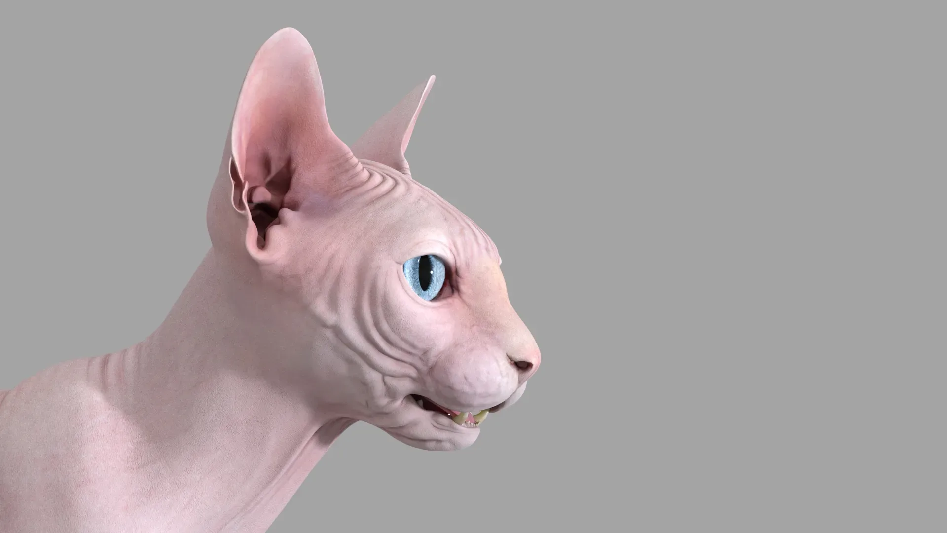 Sphynx Cat 2019 Pink Animated