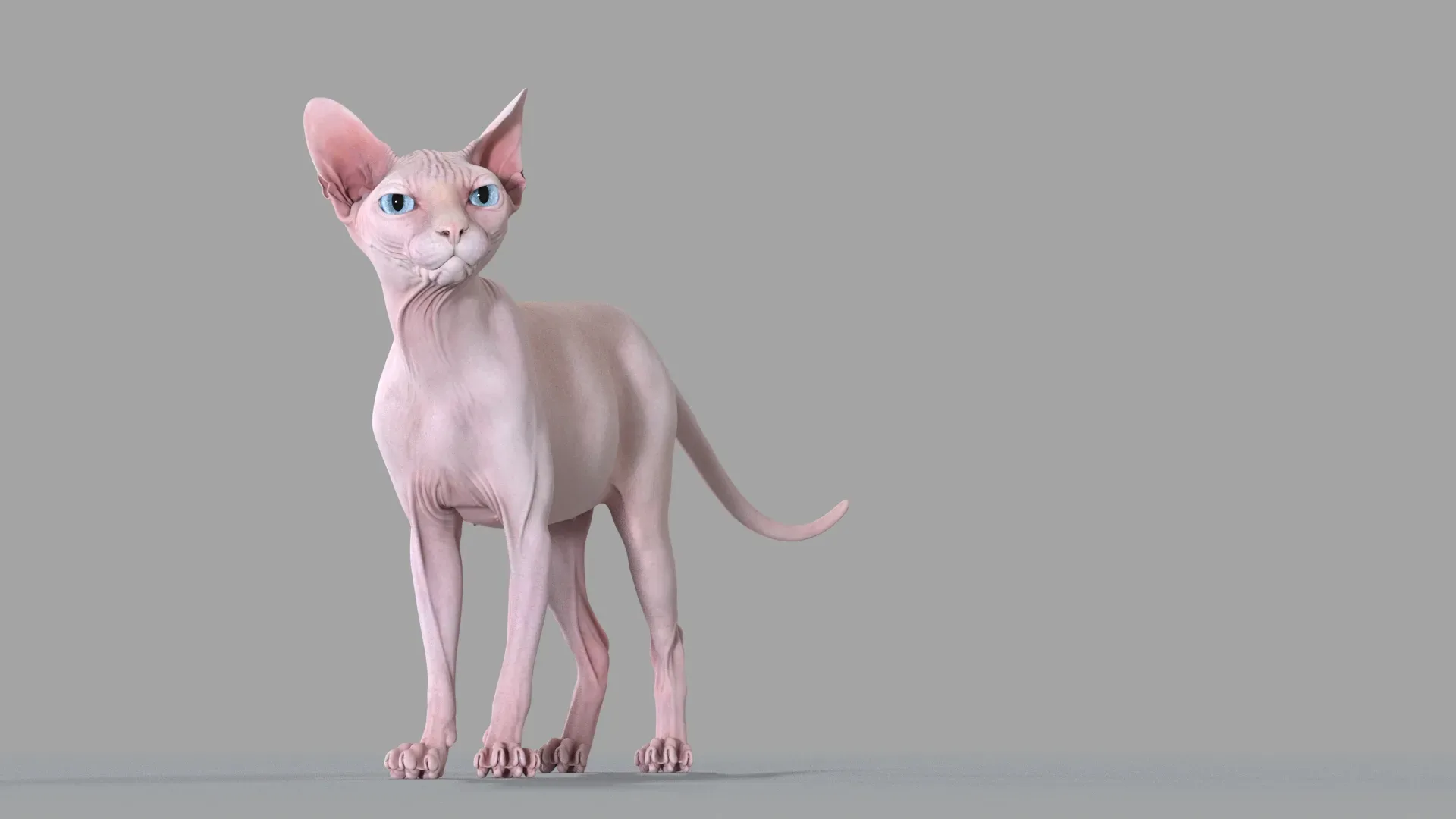 Sphynx Cat 2019 Pink Animated