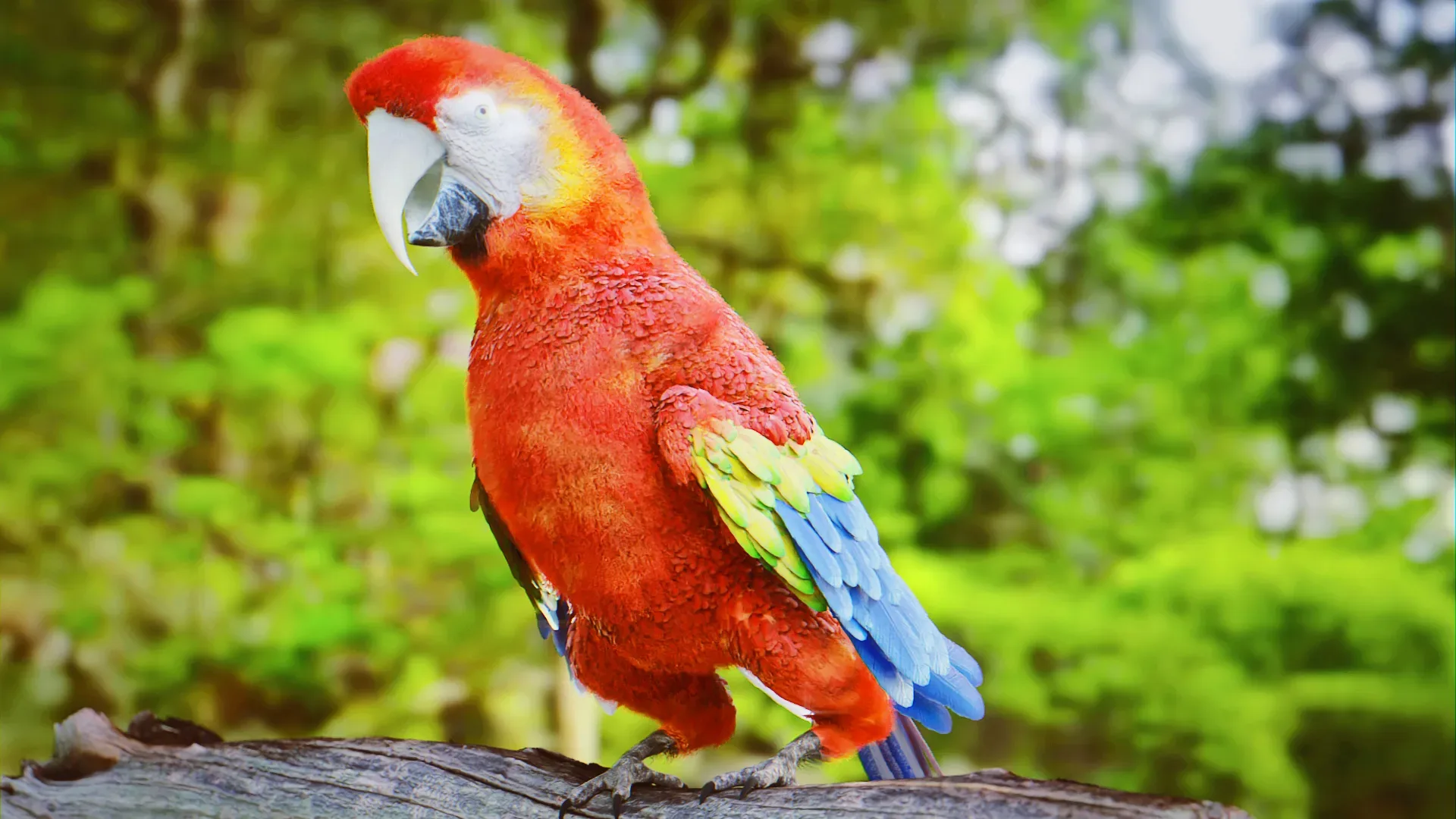 Parrot