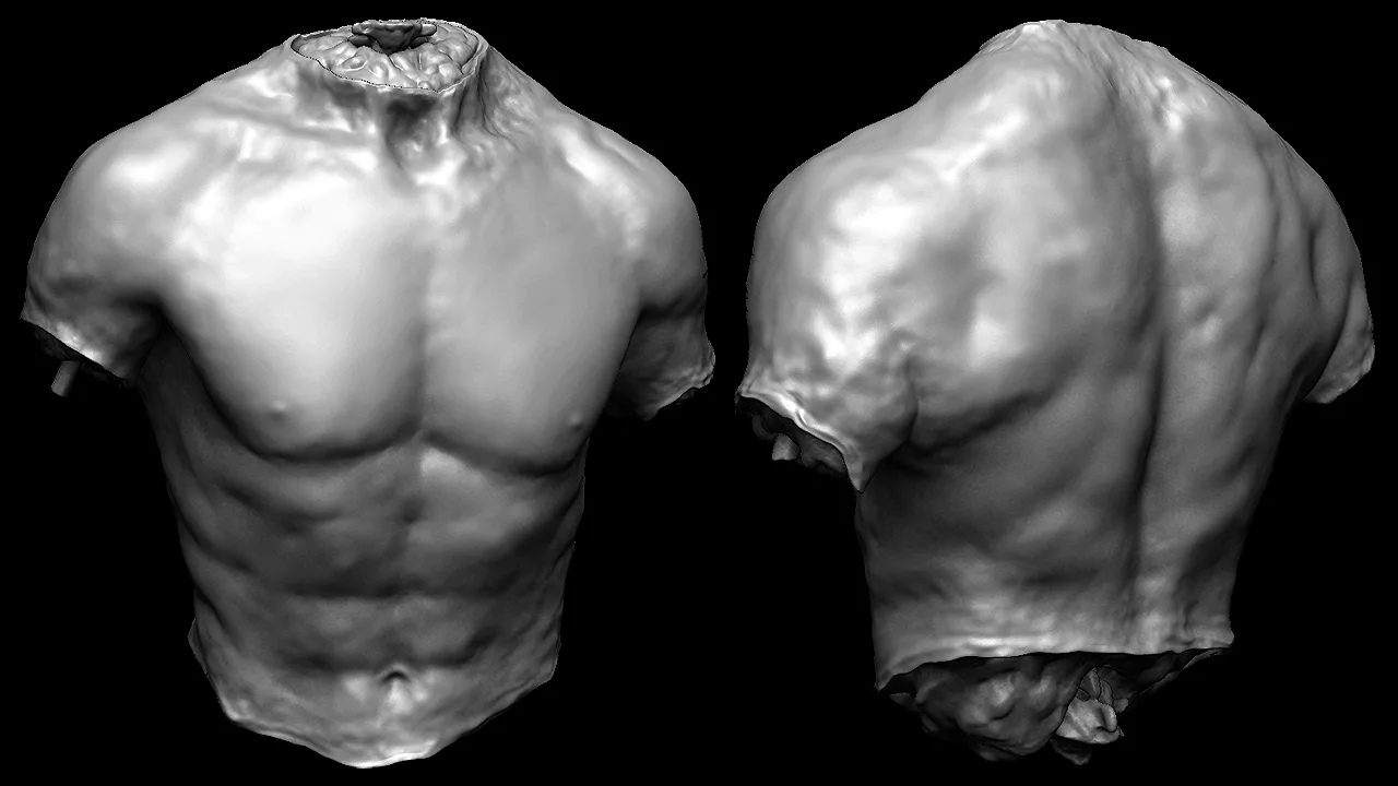 Male Torso Models