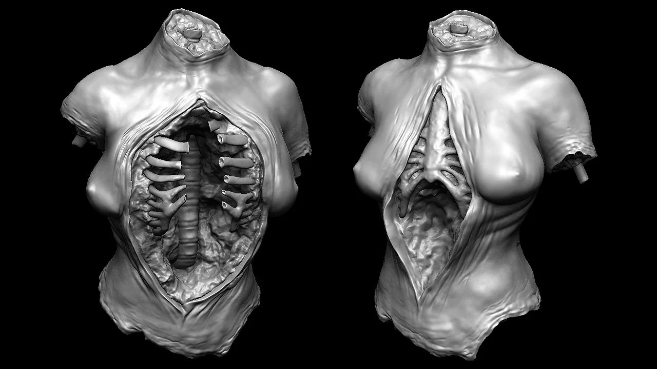 Female Torso Models