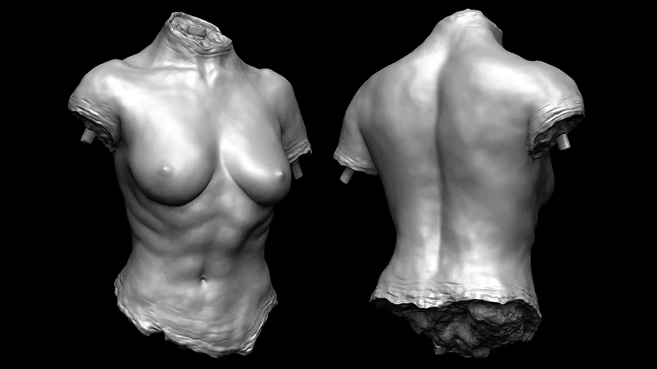 Female Torso Models