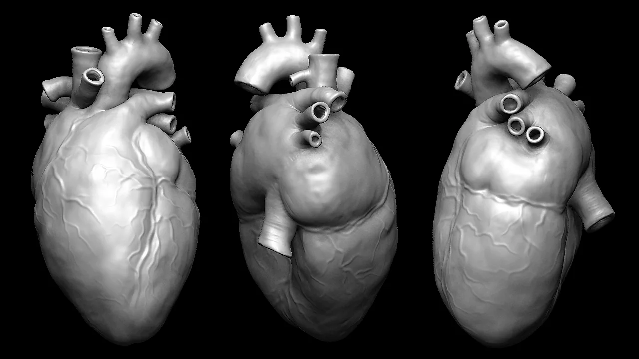 Human Organ Models