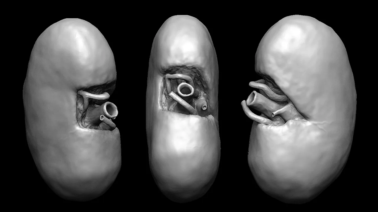 Human Organ Models