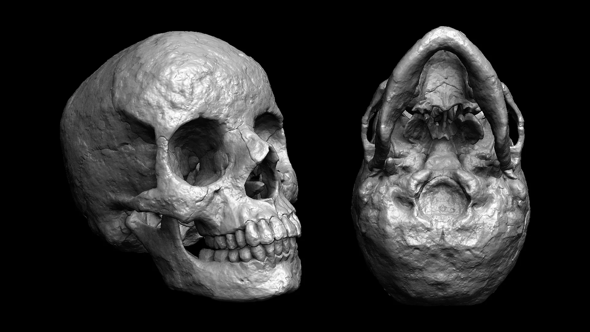 Skull Models