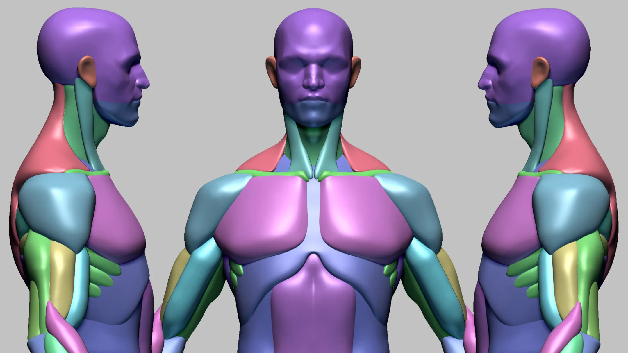 Stylized Male Anatomy Basemesh