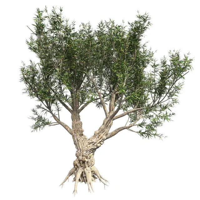 African Olive Tree