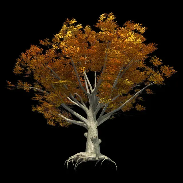 American Beech Fall Tree