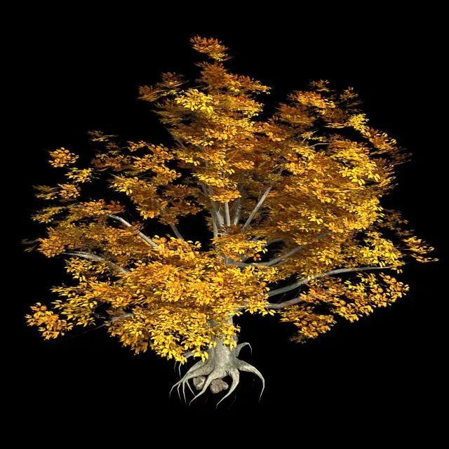 American Beech Fall Tree