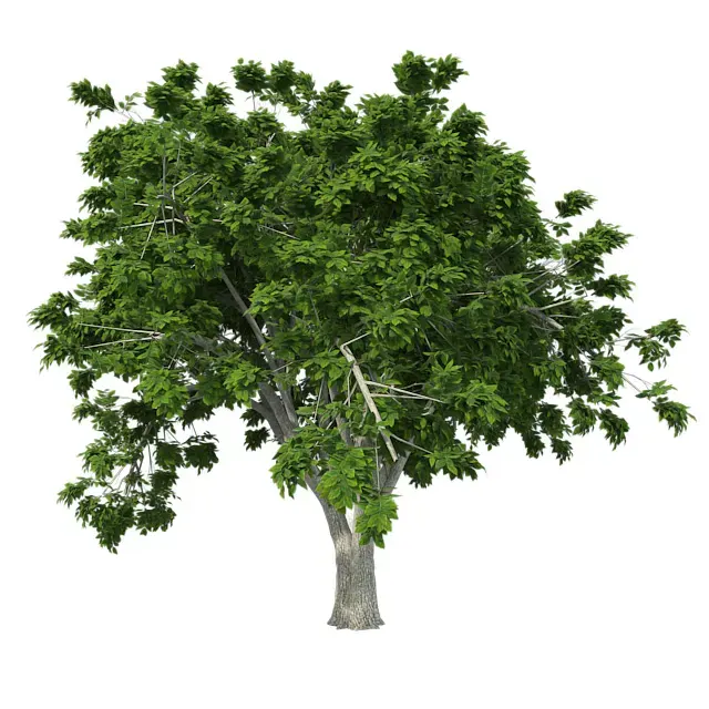 American Elm Tree