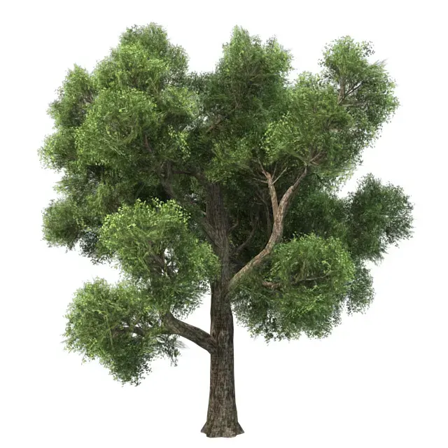 Amur Cork Tree