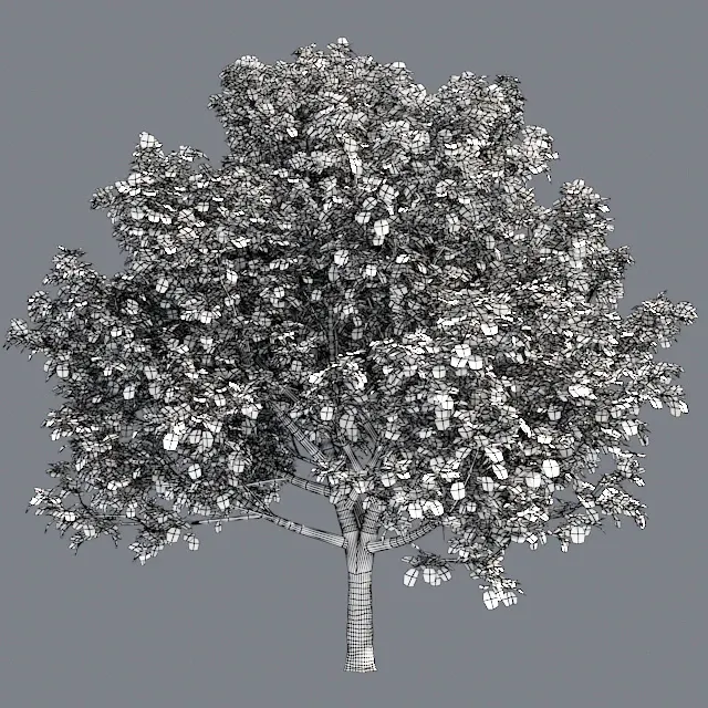 Bradford Pear Tree