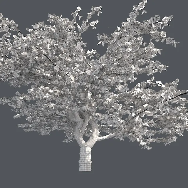 Cherry Blossom Tree