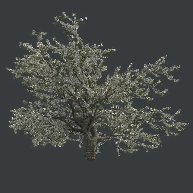 Cherry Blossom Tree