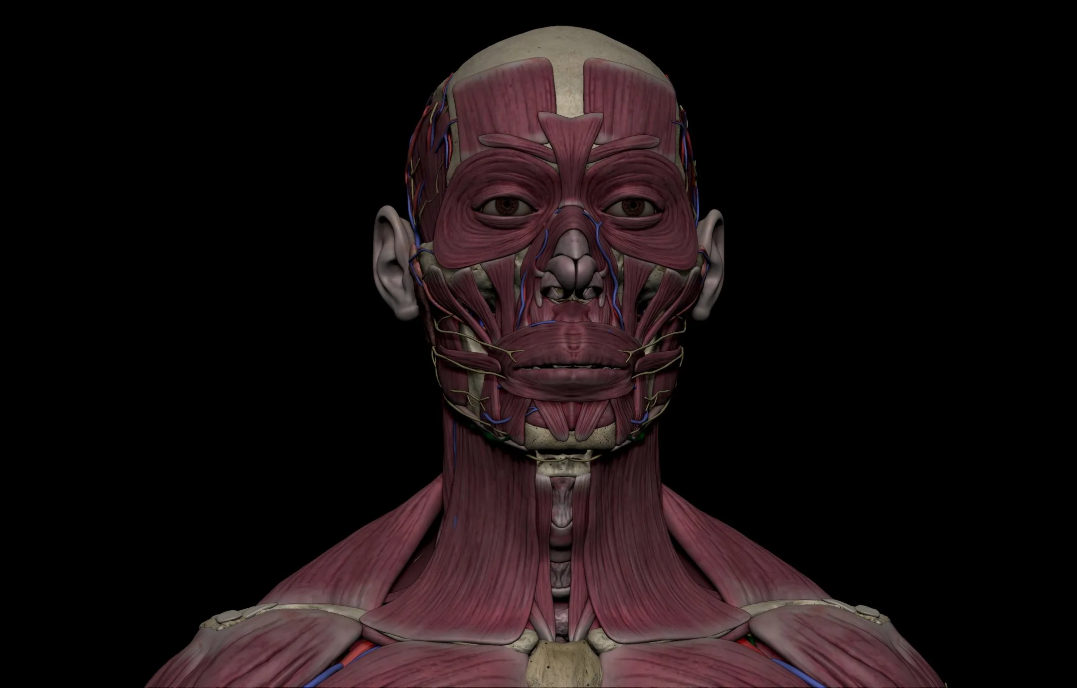 HD Male Complete Human 3D Anatomy Model PBR