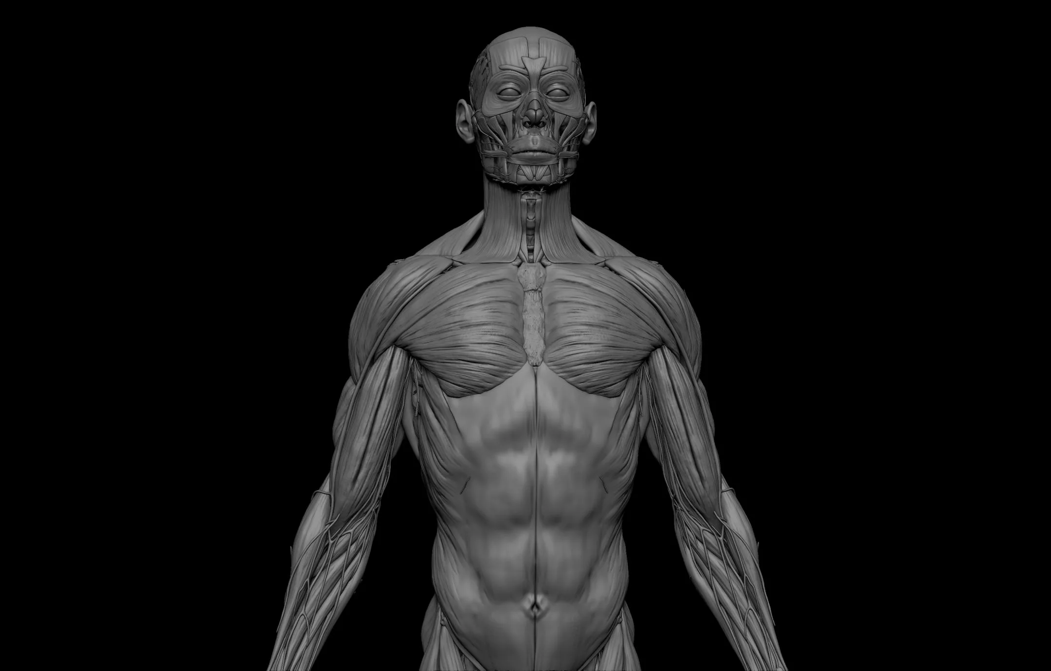 HD Male Complete Human 3D Anatomy Model PBR