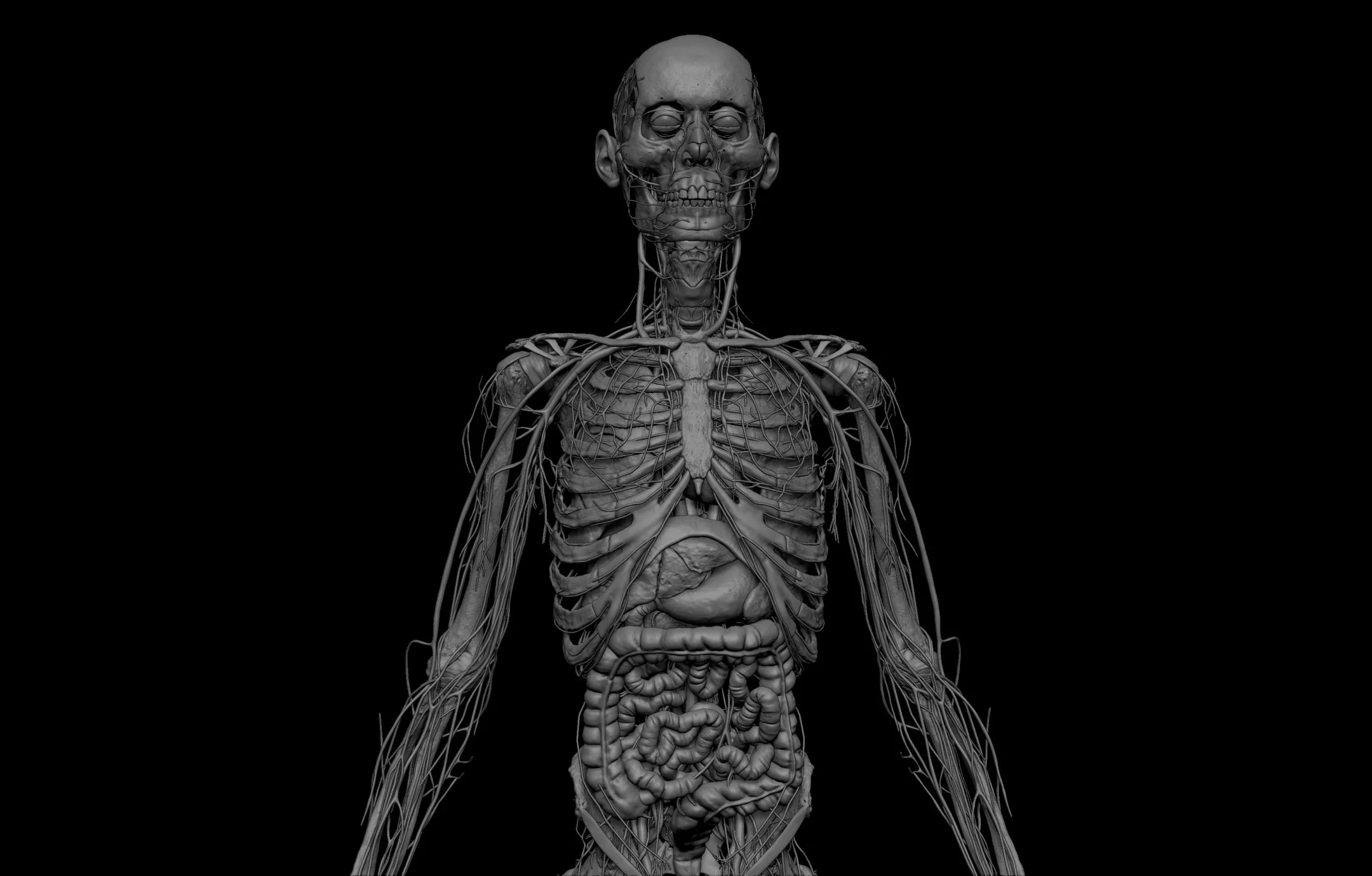 HD Male Complete Human 3D Anatomy Model PBR