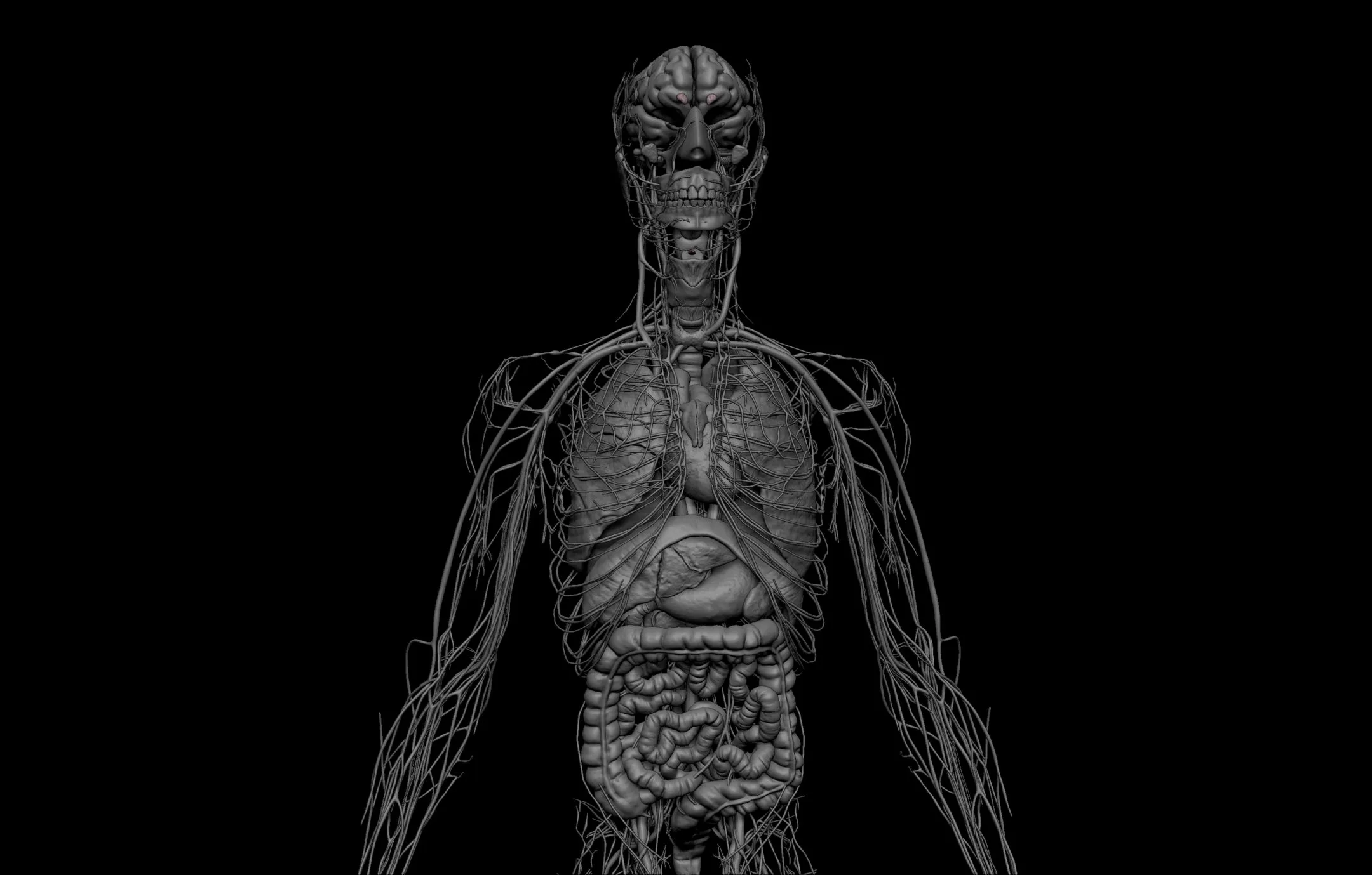 HD Male Complete Human 3D Anatomy Model PBR