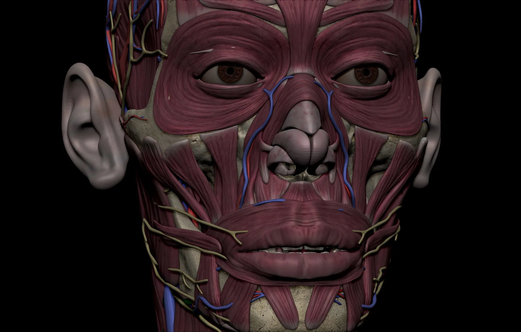 HD Female Complete Human 3D Anatomy Model