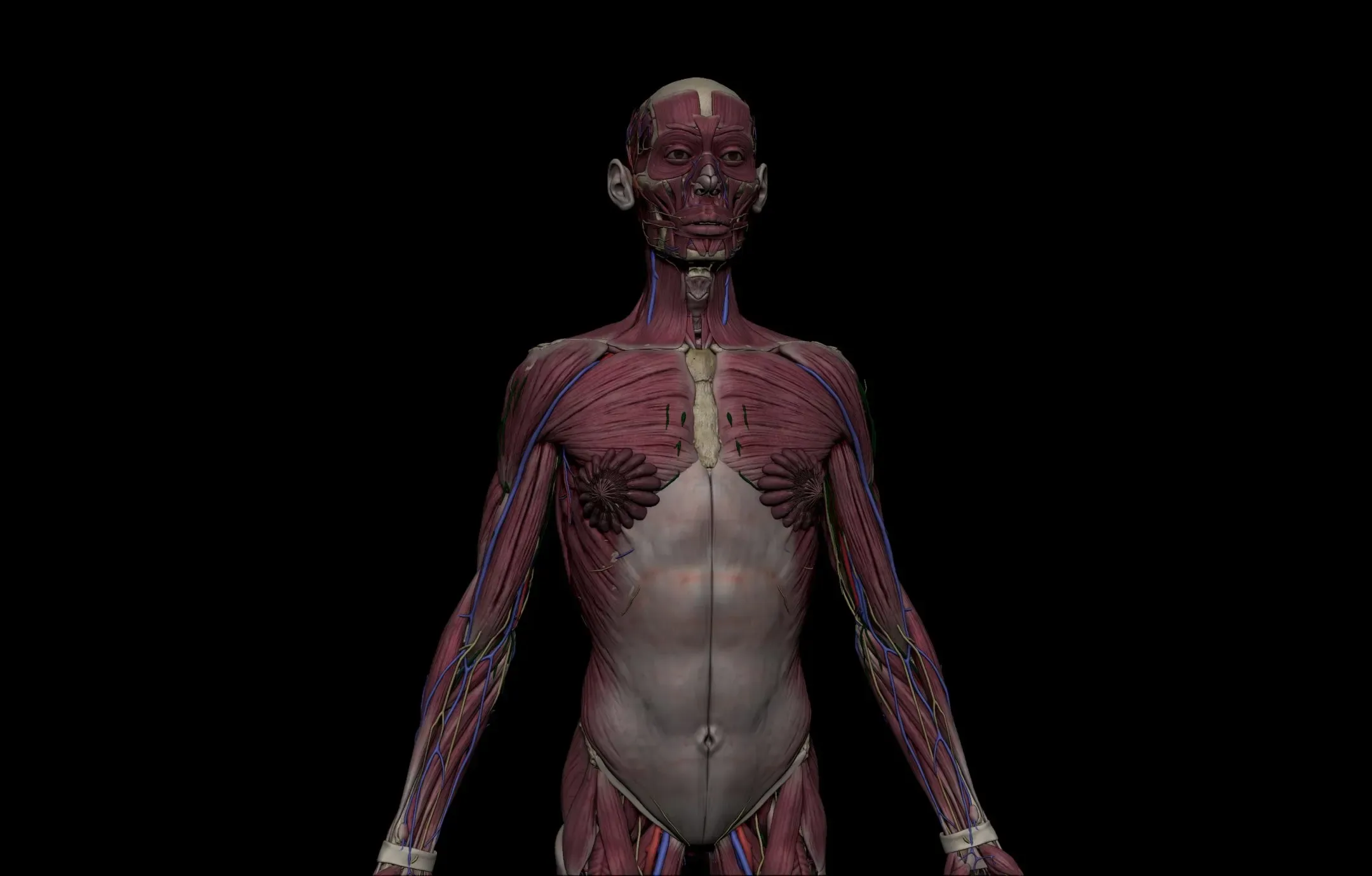 HD Female Complete Human 3D Anatomy Model