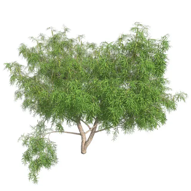 Honey Mesquite Tree