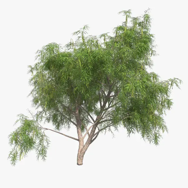 Honey Mesquite Tree