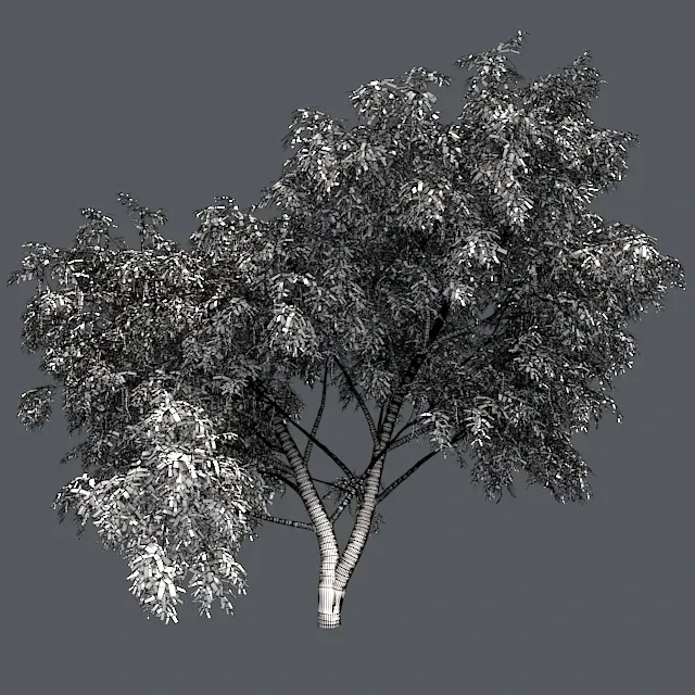 Honey Mesquite Tree