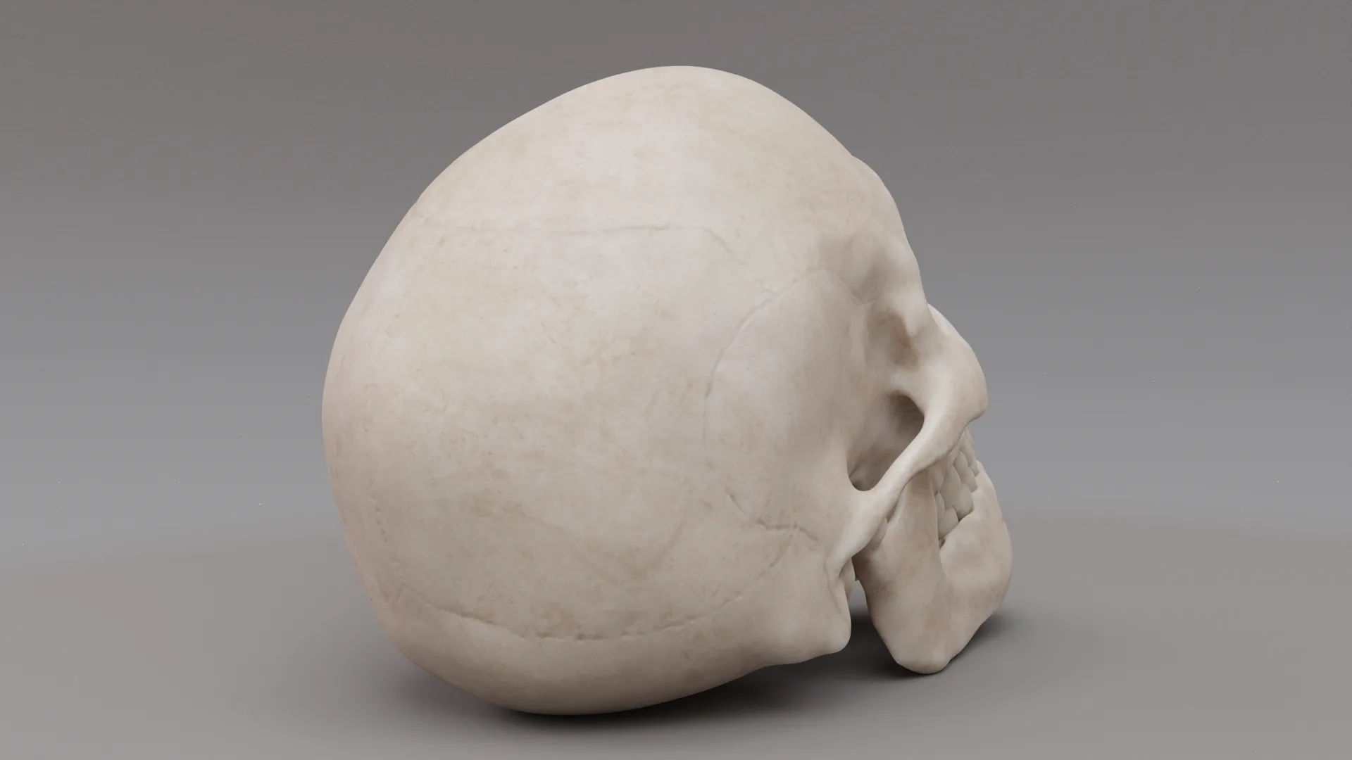 Photorealistic Human Skull