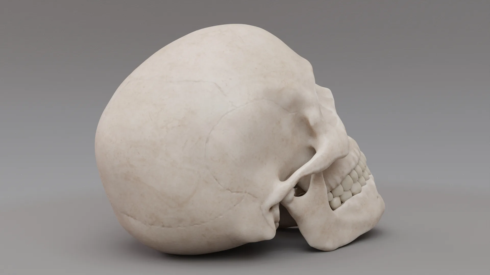 Photorealistic Human Skull