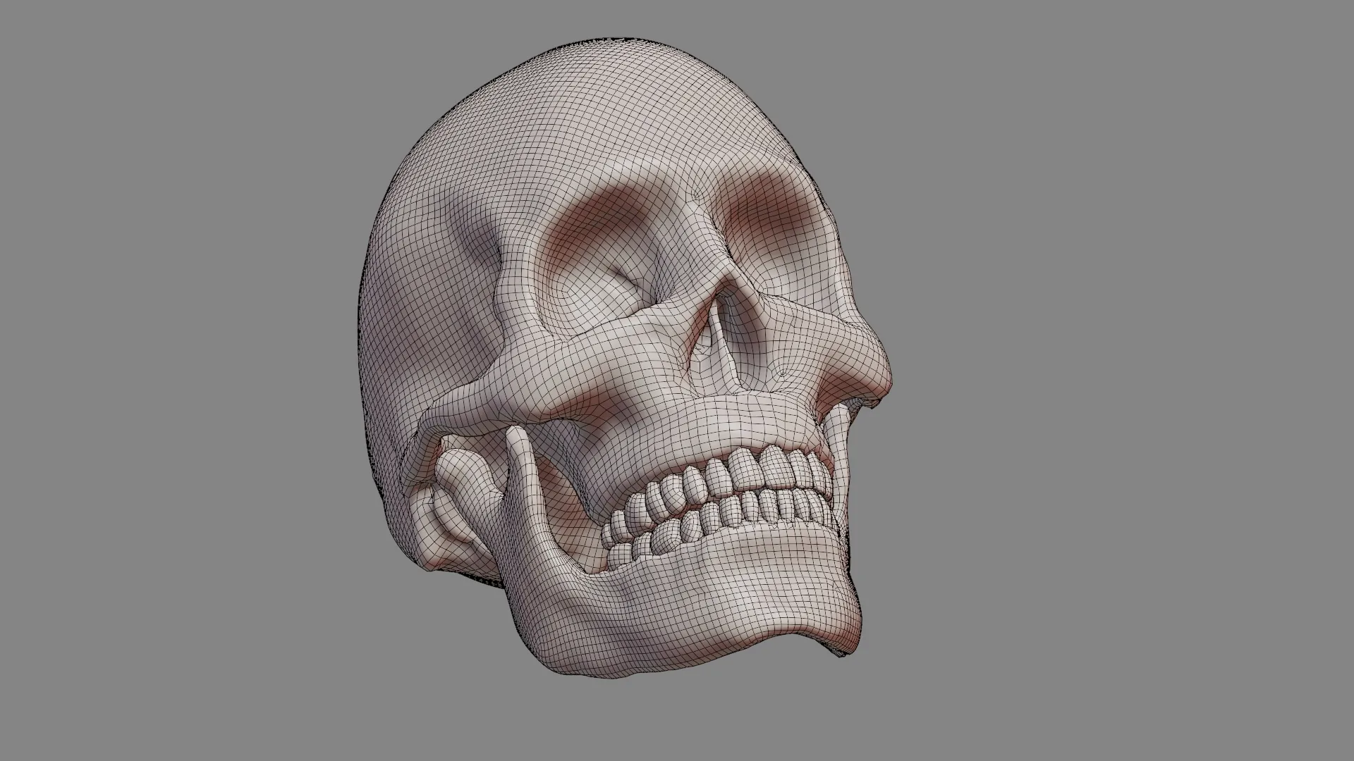 Photorealistic Human Skull