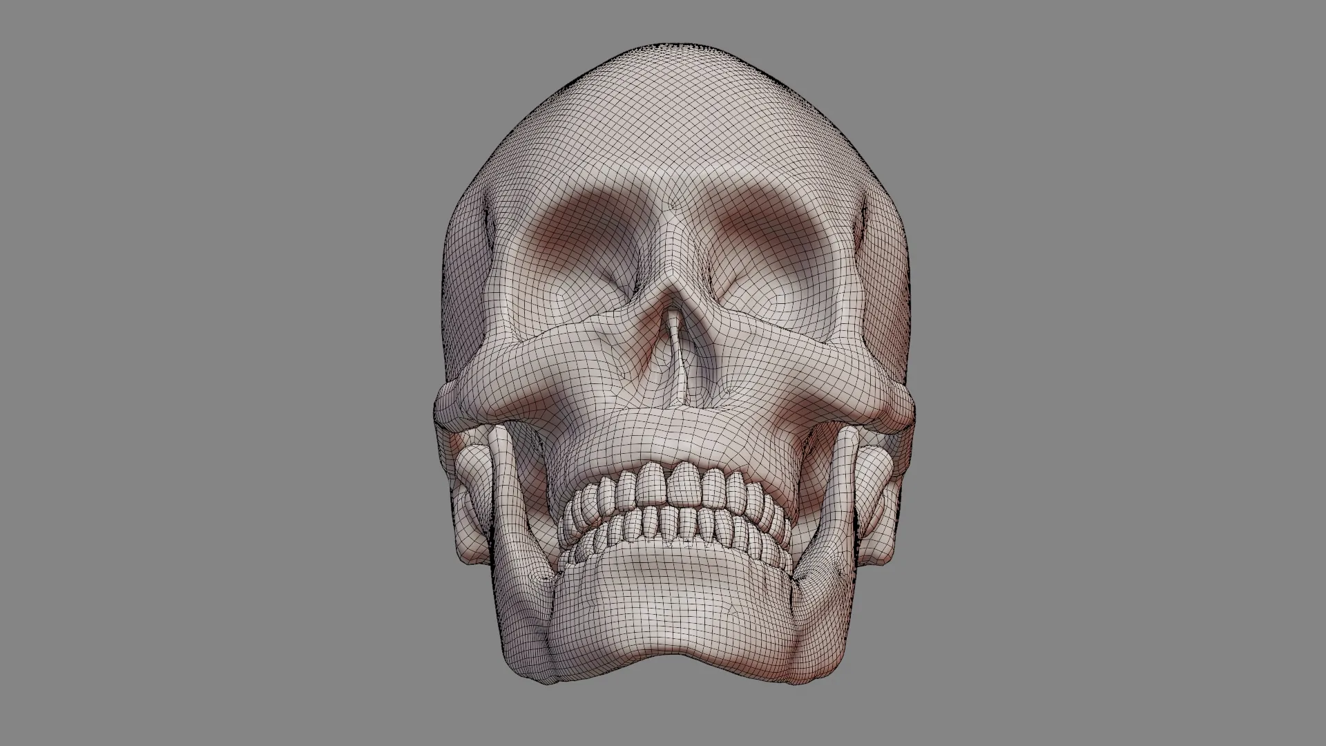 Photorealistic Human Skull