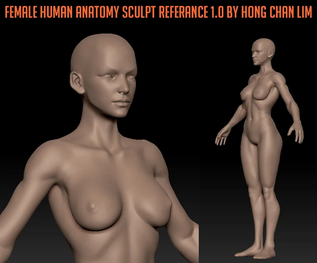 Female Human Anatomy zbrush Sculpt Reference by Hong Chan Lim