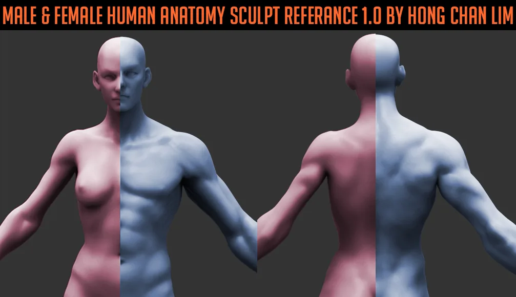 Male & Female Human Anatomy Zbrush Sculpt Reference by Hong Chan Lim(bundle)