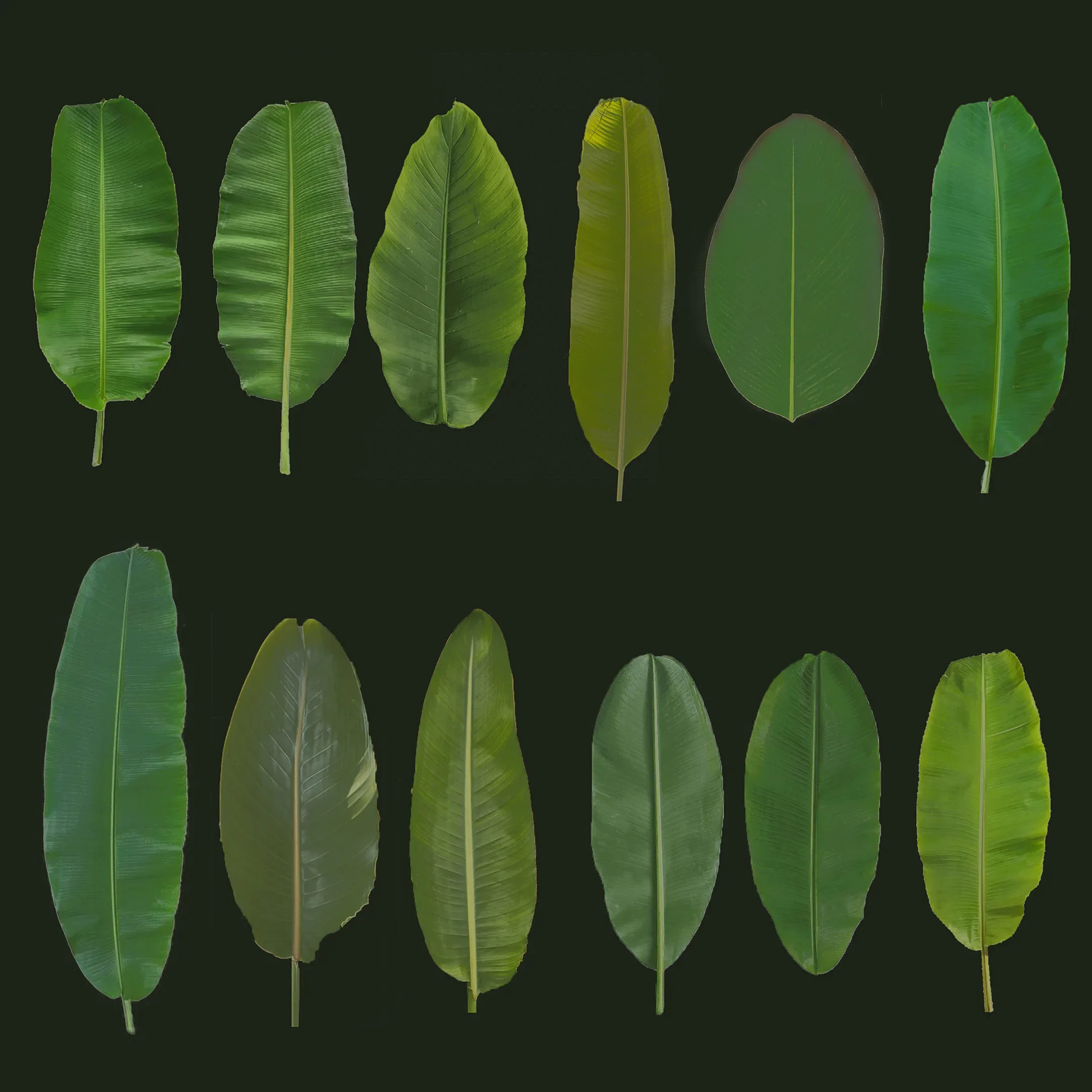 12 Texture of Banana Leaf