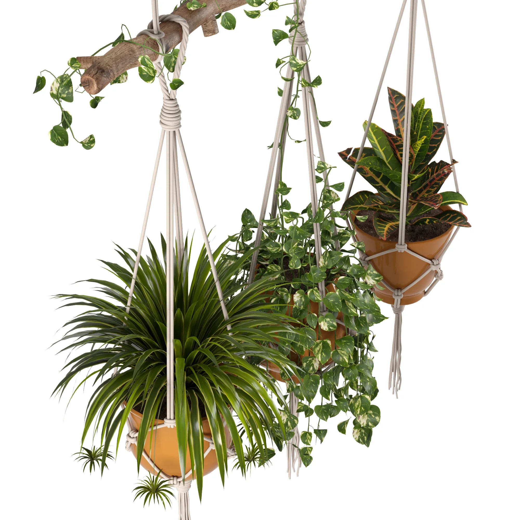 Indoor Plants Set 01 - Hanging Plants with Macrame