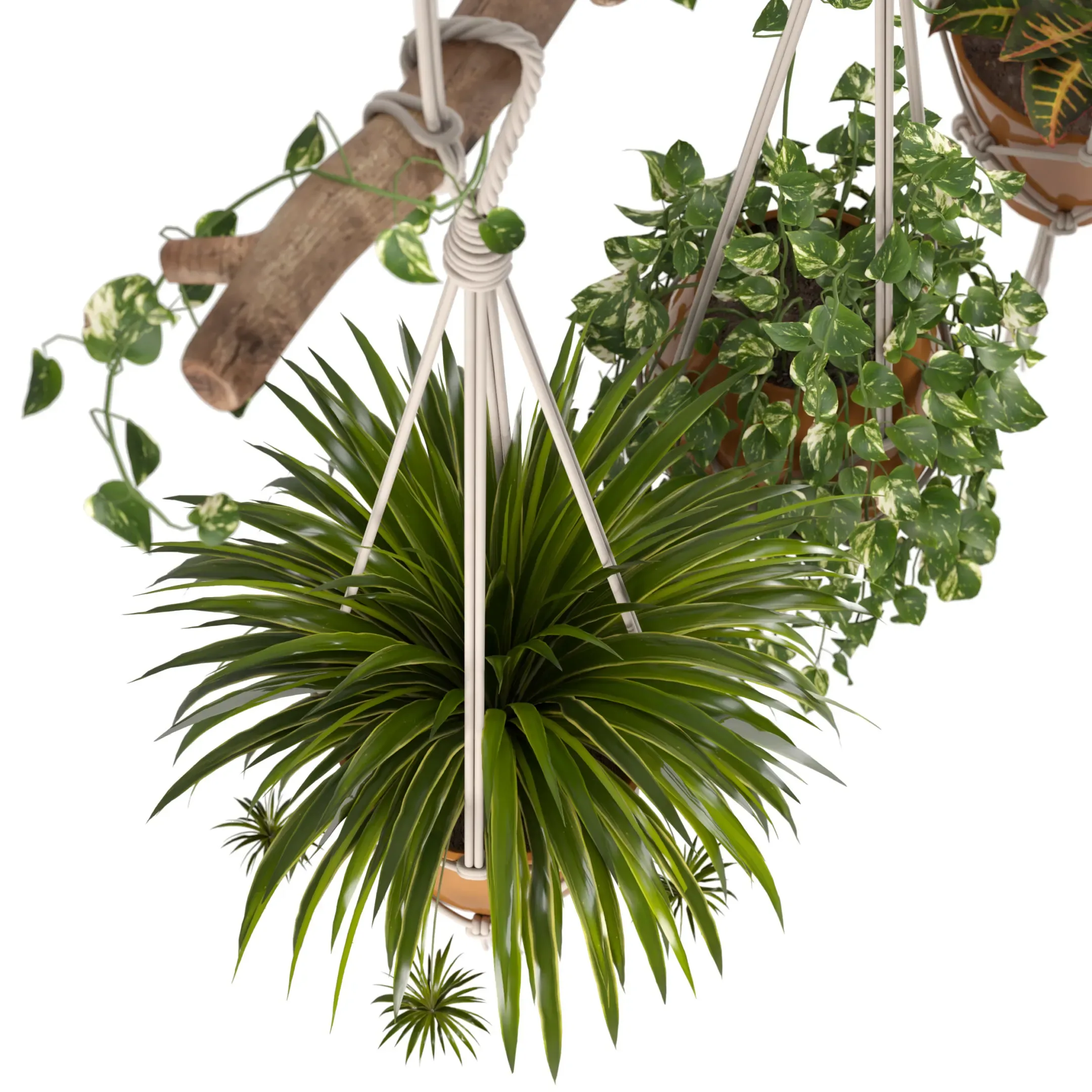 Indoor Plants Set 01 - Hanging Plants with Macrame