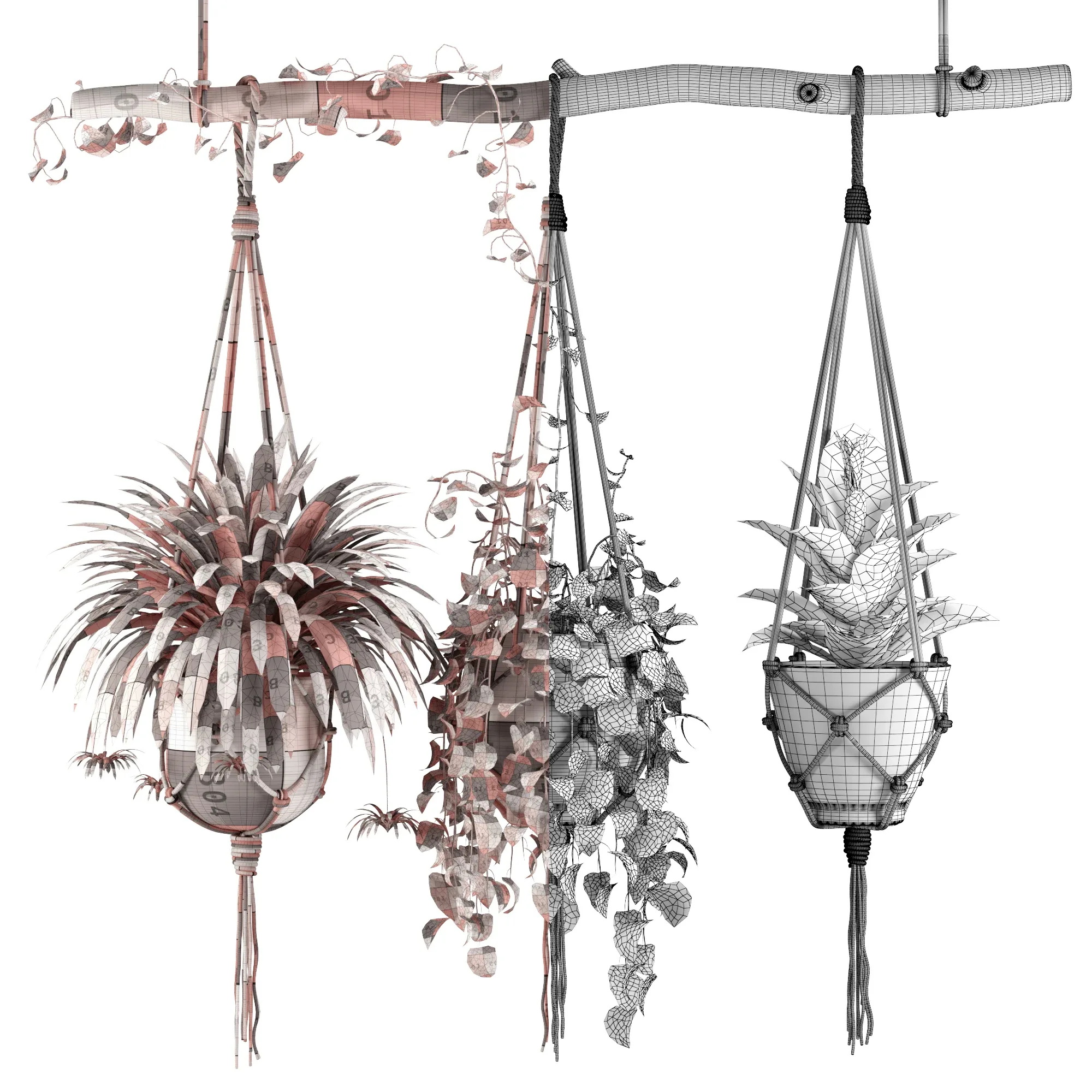 Indoor Plants Set 01 - Hanging Plants with Macrame