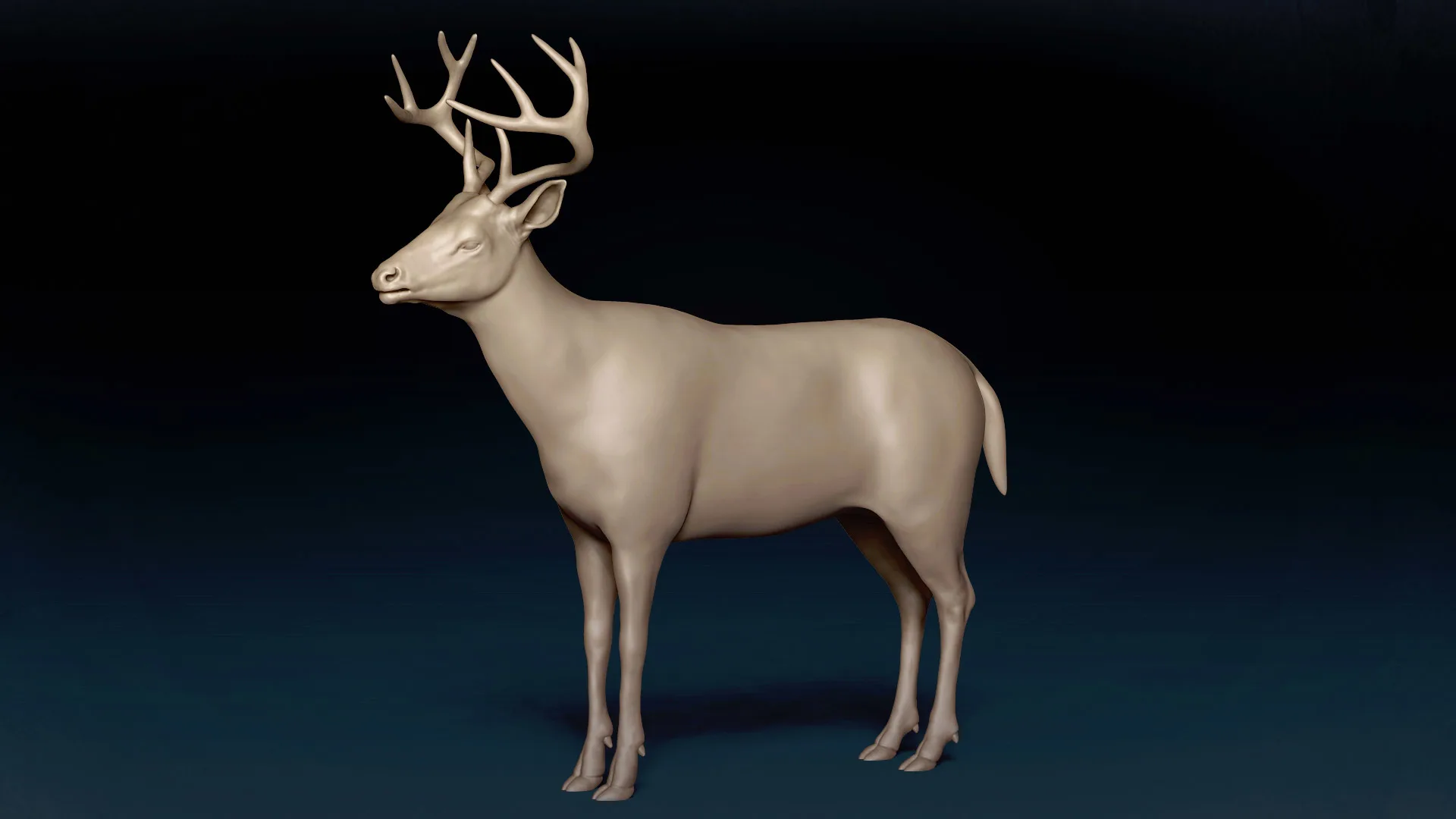 White Tailed Deer Basemesh 3D model