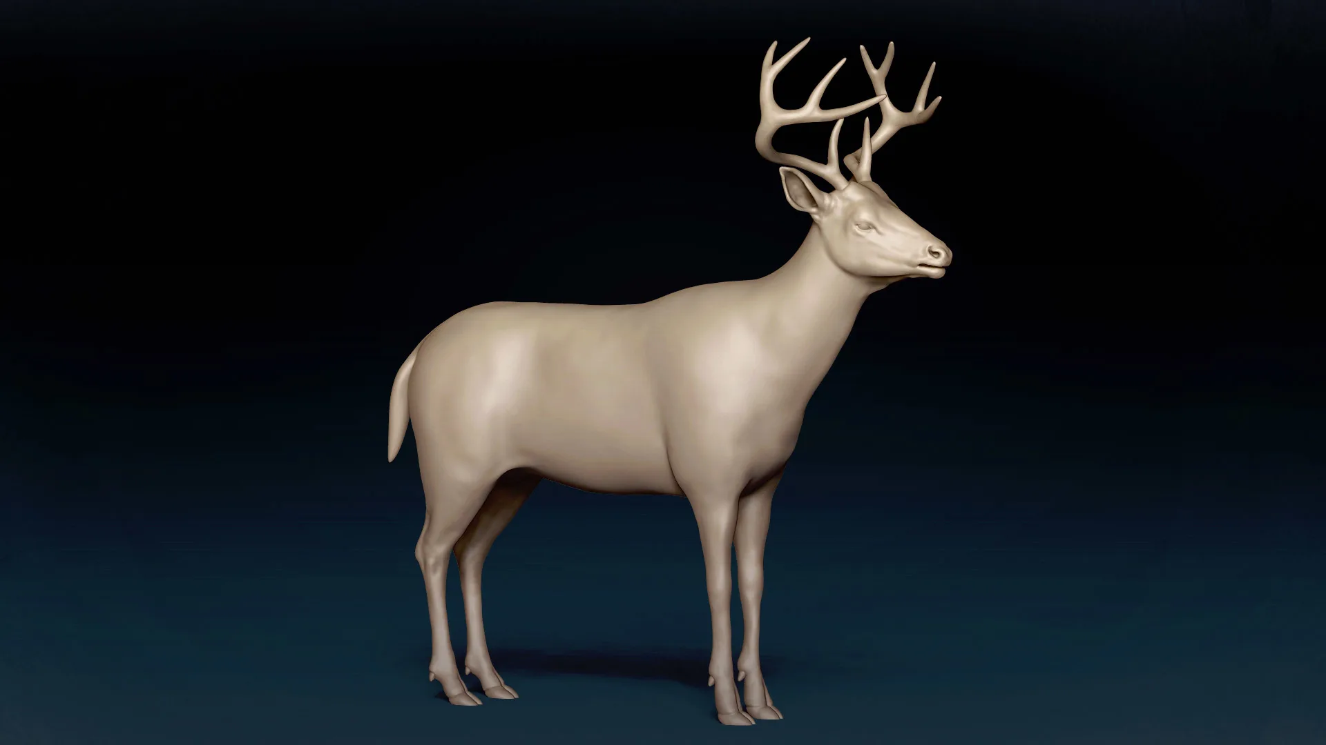 White Tailed Deer Basemesh 3D model